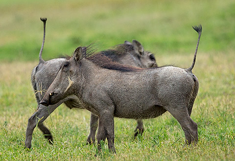 Common Warthog